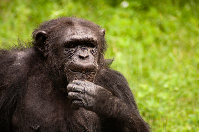 A chimpanzee ponders life